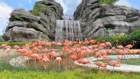 bird of paradise water quality